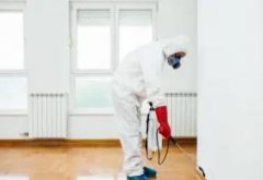 成都除四害、除虫除蚁、除白蚂蚁、灭老鼠、灭蟑螂、除苍蝇蚊子跳